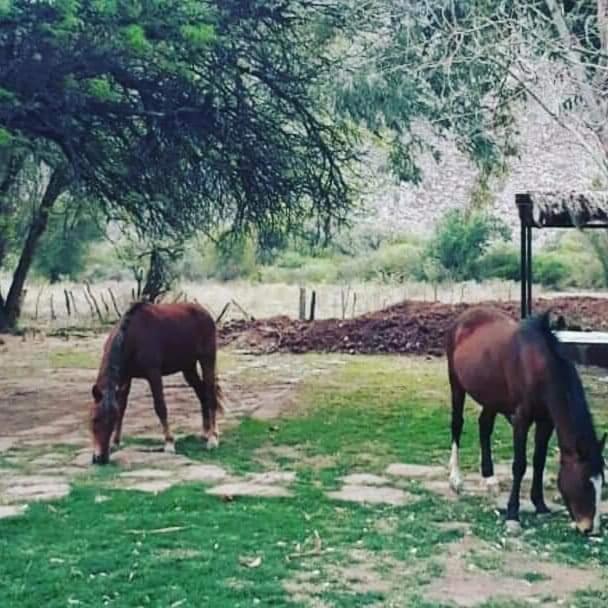 Hotel Hacienda Casa Blanca Tinogasta Eksteriør billede